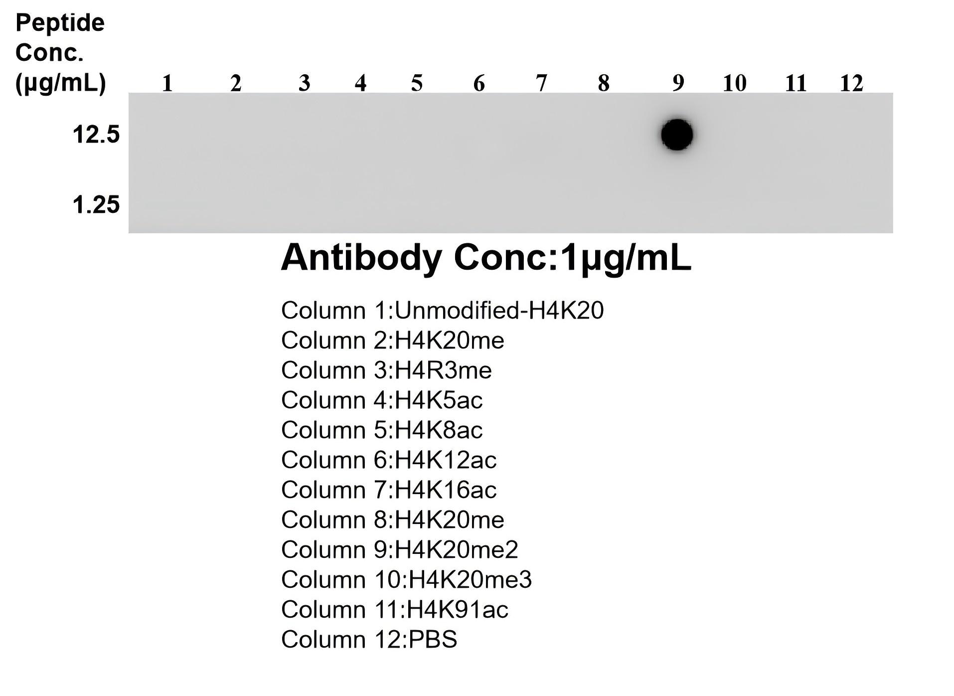 Dot Blot experiment of / using Di-Methyl-Histone H4 (Lys20) Recombinant monoclona (87006-1-RR)